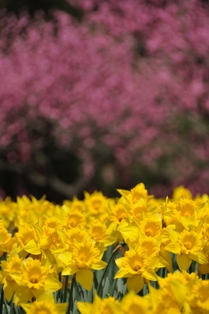 2011_04_10_350_DSC_8011.JPG