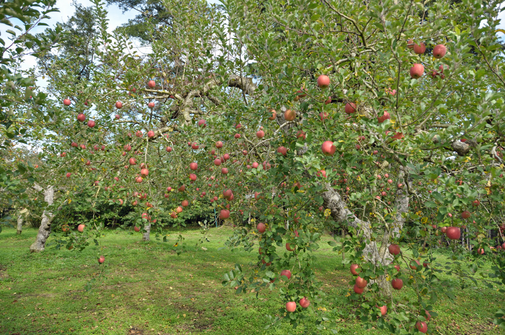 20131103-2678.jpg