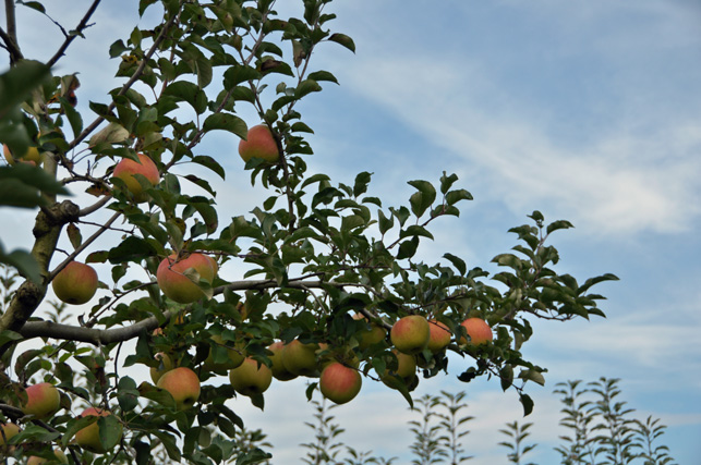 20131103-2687.jpg