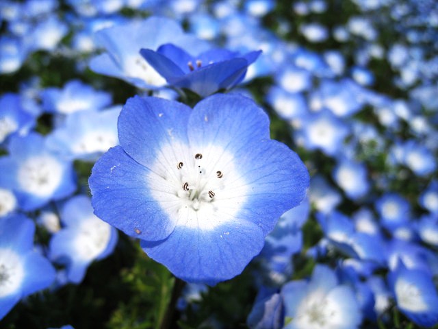 sIMG_0450.jpg