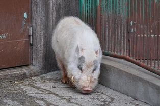 DSC_2730.JPG