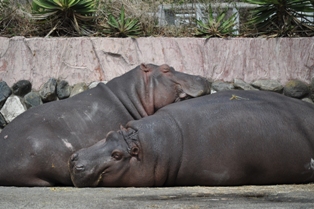DSC_2763.JPG