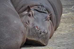 DSC_2766.JPG