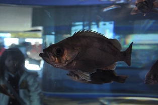 DSC_1248.JPG