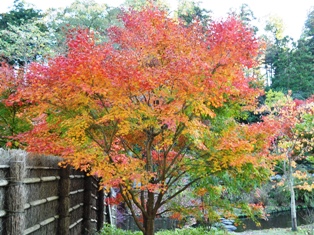 DSC_0980.JPG