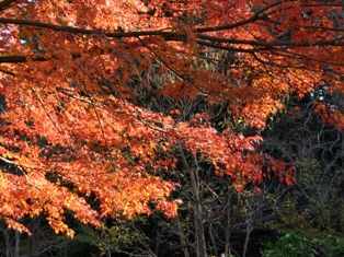 DSC_0993.JPG