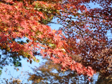 DSC_1011.JPG