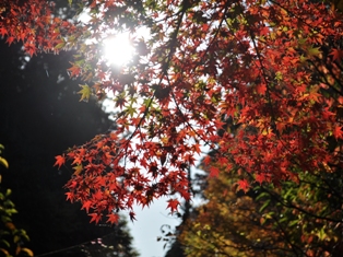 DSC_1012.JPG
