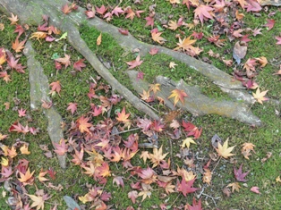 DSC_1019.JPG
