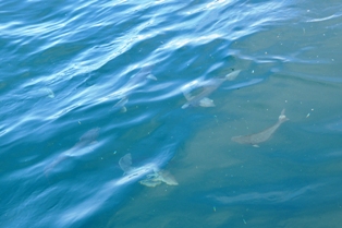 DSC_4786.JPG