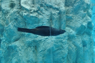 DSC_2162.JPG