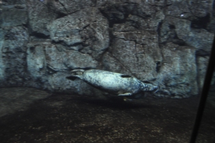 DSC_2484.JPG