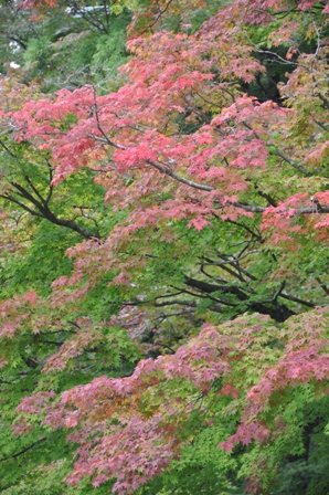 DSC_6386.JPG